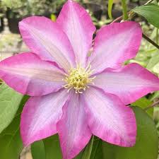 We did not find results for: Large Flowered Clematis Brushwood Nursery Clematis Specialists
