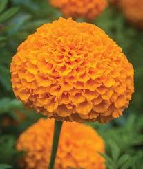 Marigold Elevate Orange Hybrid Burpee Here at marigold hq, the christmas elves have replaced words from a popular christmas song: marigold elevate orange hybrid