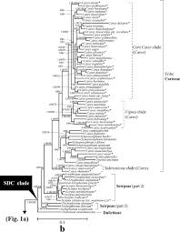 Image result for Carex echinochloe