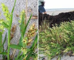 Image result for Cenchrus riparius