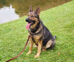 Purebred german shepherd pup for sale. Fraserglen Kennels Ontario German Shepherd Breeders