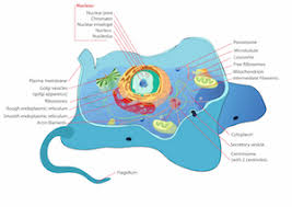 9th grade honors biology cells and microscopes. Cell Organelle Activities Games Study Com