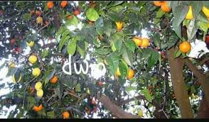This stone fruit variety is perfect for warmer climates. The Fruit Salad Tree Steemit