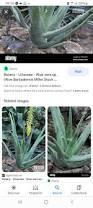 Image result for Aloe bicomitum