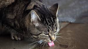 Treatment should be rapid and includes: Antifreeze Poisoning In Cats Cat Health Advice Vets4pets