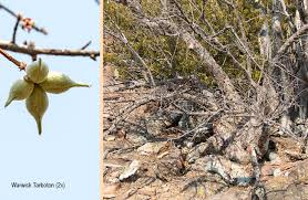 Image result for Sterculia rogersii