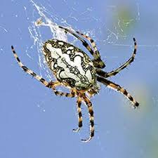 As with most spiders, they do possess venom, and a bite may cause both the european wolf spiders originally called tarantulas, and the theraphosid spiders, often kept as pets. Aculepeira Ceropegia Monaco Nature Encyclopedia