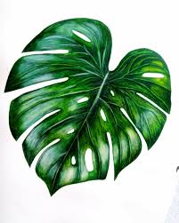 Watercolor Monstera Leaf By Sisa In Wonderland Watercolor Paintings Plant Painting Painting