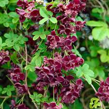 Maybe you would like to learn more about one of these? Buy Akebia Quinata J Parker Dutch Bulbs