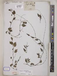 Image result for Oxygonum dregeanum