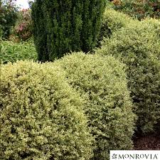 Image result for Buxus