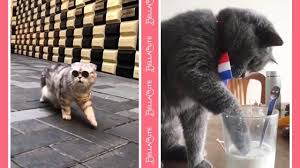 Smart And Cute Cats Funny Animal Videos Compilation 2018 Chat Intelligent Et Mignon Https Hahahaprank Com 201 Funny Animal Videos Funny Animals Cute Cats