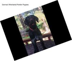 It's also free to list your available puppies and litters on our site. Gun Dogs German Wirehaired Pointer For Sale In Dallas Agriseek Com