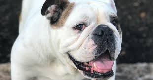 Bulldog rescue is the original and longest running breed rescue for bulldogs, we have helped over 3,000 bulldogs in almost 20 years of service and our history goes back over 40 years. Home Queen City Bulldog Rescue