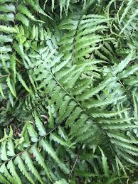 Image result for Asplenium dregeanum