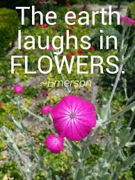 Maybe you would like to learn more about one of these? 12 Say It With Flowers Ideas Beautiful Flowers Flowers Flower Quotes