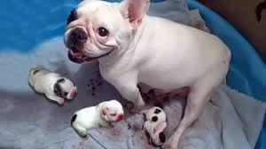 We did not find results for: 68 French Bulldog Giving Birthaproud Moma French Bulldog Giving Birth To Many Cute Puppies Youtube