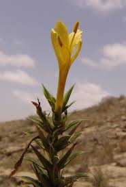 Image result for Barleria sp. D (near holubii)