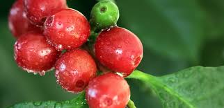 Image result for Coffea