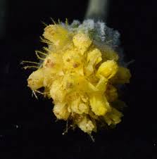 Image result for Schkuhria pinnata