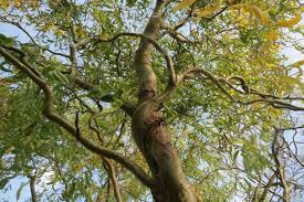 Image result for trees with spiral bark blown off from lightning