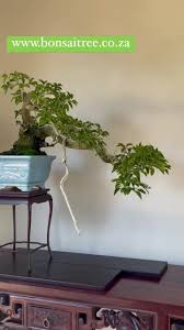 Image result for Premna mooiensis