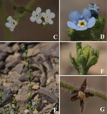 Image result for Triaspis hypericoides