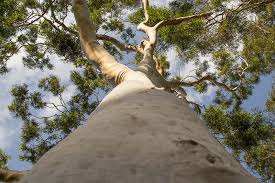 Image result for Eucalyptus citriodora