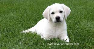 Akc labrador retreiver puppies 526.46 miles. Pin On Furry Friends