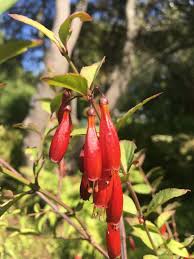 Image result for Halleria elliptica