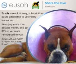 Maybe you would like to learn more about one of these? Boxer Health Norcal Boxer Rescue