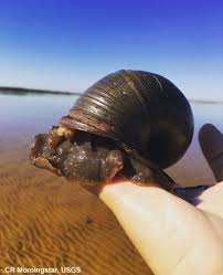 Image result for Isoglossa punctata