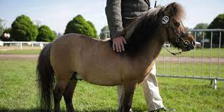Southwest Airlines Allows Mini Horses In Service Animal Policy Update Business Insider Service Animal Miniature Horse Horses