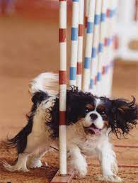 Syringomyelia Breeding Protocol For Cavalier King Charles Spaniels