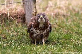 Bild zum vogel des jahres 2018. Bussard Mausebussard Steckbrief Brutzeit Alter Bilder Referat Fur Kinder