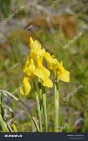 Image result for Moraea spathulata