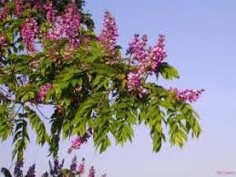 Image result for Millettia dura