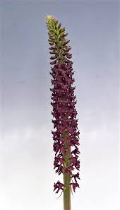 Image result for Malaxis