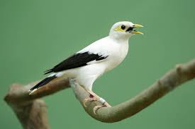 Black Winged Starling Acridotheres Melanopterus Endemic To Indonesia Kus