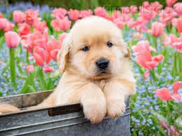 If you collect several different flowers, you get a bouquet. Golden Retriever Puppy Sitting In Basket By Flowers Cute Baby Dogs Retriever Puppy Cute Dogs