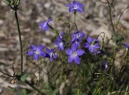 Image result for Wahlenbergia perrottetii