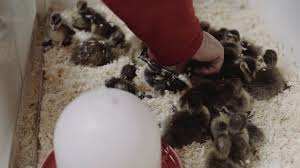 Sie bleiben nicht an einem ort. Entenkuken Kurz Nach Dem Schlupfen Enten Sv De Youtube