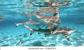 Sharks Lagoon Tahiti Polynesia Stock Photo 1138627871 | Shutterstock