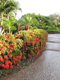 Image result for Ixora sp. A