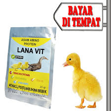 Jangan lupa simak juga postingan terupdate dari admin +162 gambar sketsa bebek angsa. Vitamin Anak Bebek Kecil Pertumbuhan Itik Angsa Entok Lana Vit Lazada Indonesia