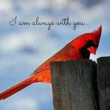 10 Most Common Signs From Your Deceased Loved Ones Birds First Love Cardinal