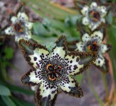 Image result for Ferraria glutinosa