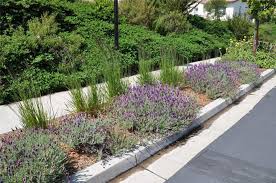 Isabella S Parking Strip Sidewalk Landscaping Front Lawn Landscaping Lawn Free Yard