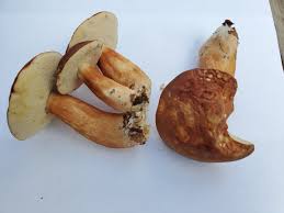 Image result for Boletus separans