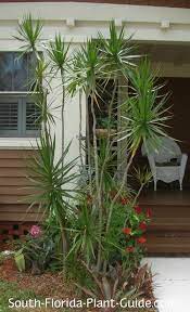 Cordylines Dracaenas